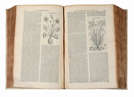  Theophrastus : De historia plantarum libri decem, Graec� & Latin� [...]. Latinam Gazae versionem nova interpretatione ad margines [...] item rariorum plantarum iconibus illustravit Ioannes Bodaeus � Stapel...  Teodoro Gaza, Iulius Caesar (Bordoni Giulio) Scaliger  (1484 - 1558), Johannes Bodaeus  - Asta Libri & Grafica - Libreria Antiquaria Gonnelli - Casa d'Aste - Gonnelli Casa d'Aste
