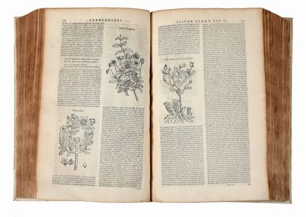  Theophrastus : De historia plantarum libri decem, Graec� & Latin� [...]. Latinam Gazae versionem nova interpretatione ad margines [...] item rariorum plantarum iconibus illustravit Ioannes Bodaeus � Stapel...  Teodoro Gaza, Iulius Caesar (Bordoni Giulio) Scaliger  (1484 - 1558), Johannes Bodaeus  - Asta Libri & Grafica - Libreria Antiquaria Gonnelli - Casa d'Aste - Gonnelli Casa d'Aste