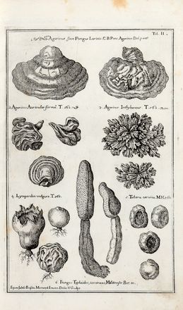  Morandi Giovanni Battista : Historia botanica practica, seu plantarum, quae ad usum medicinae pertinent, nomenclatura, descriptio, et virtutes...  - Asta Libri & Grafica - Libreria Antiquaria Gonnelli - Casa d'Aste - Gonnelli Casa d'Aste
