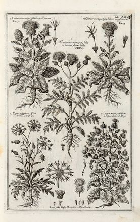  Morandi Giovanni Battista : Historia botanica practica, seu plantarum, quae ad usum medicinae pertinent, nomenclatura, descriptio, et virtutes...  - Asta Libri & Grafica - Libreria Antiquaria Gonnelli - Casa d'Aste - Gonnelli Casa d'Aste