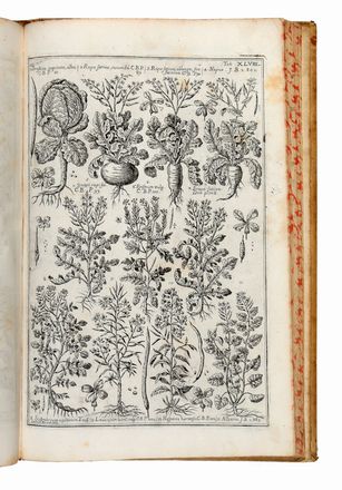  Morandi Giovanni Battista : Historia botanica practica, seu plantarum, quae ad usum medicinae pertinent, nomenclatura, descriptio, et virtutes...  - Asta Libri & Grafica - Libreria Antiquaria Gonnelli - Casa d'Aste - Gonnelli Casa d'Aste