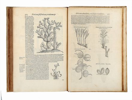  L'Obel Matthias (de) : Plantarum seu Stirpium Historia [...] cui annexum est adversariorum volumen.  Pierre Pena  - Asta Libri & Grafica - Libreria Antiquaria Gonnelli - Casa d'Aste - Gonnelli Casa d'Aste