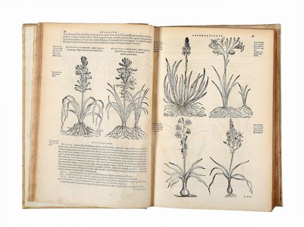  L'Obel Matthias (de) : Plantarum seu Stirpium Historia [...] cui annexum est adversariorum volumen. Scienze naturali, Figurato, Botanica, Medicina, Collezionismo e Bibliografia, Scienze naturali  Pierre Pena  - Auction Books & Graphics - Libreria Antiquaria Gonnelli - Casa d'Aste - Gonnelli Casa d'Aste