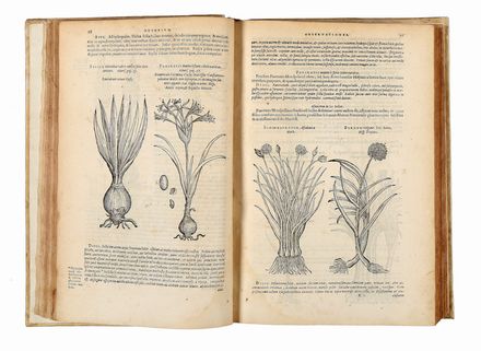  L'Obel Matthias (de) : Plantarum seu Stirpium Historia [...] cui annexum est adversariorum volumen. Scienze naturali, Figurato, Botanica, Medicina, Collezionismo e Bibliografia, Scienze naturali  Pierre Pena  - Auction Books & Graphics - Libreria Antiquaria Gonnelli - Casa d'Aste - Gonnelli Casa d'Aste