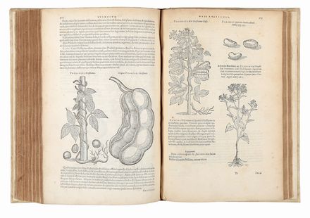  L'Obel Matthias (de) : Plantarum seu Stirpium Historia [...] cui annexum est adversariorum volumen. Scienze naturali, Figurato, Botanica, Medicina, Collezionismo e Bibliografia, Scienze naturali  Pierre Pena  - Auction Books & Graphics - Libreria Antiquaria Gonnelli - Casa d'Aste - Gonnelli Casa d'Aste