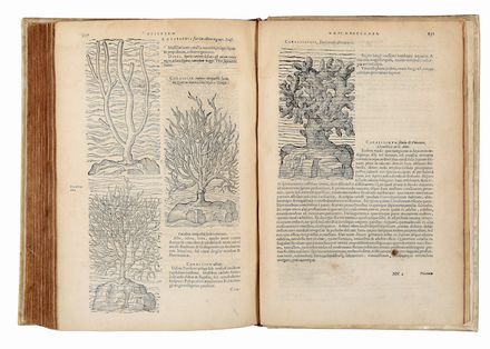  L'Obel Matthias (de) : Plantarum seu Stirpium Historia [...] cui annexum est adversariorum volumen. Scienze naturali, Figurato, Botanica, Medicina, Collezionismo e Bibliografia, Scienze naturali  Pierre Pena  - Auction Books & Graphics - Libreria Antiquaria Gonnelli - Casa d'Aste - Gonnelli Casa d'Aste