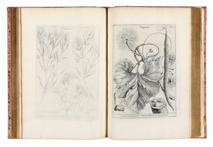  Micheli Pier Antonio : Nova plantarum genera iuxta Tournefortii methodum disposita...  Giuseppe Filosi  - Asta Libri & Grafica - Libreria Antiquaria Gonnelli - Casa d'Aste - Gonnelli Casa d'Aste