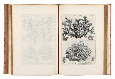  Micheli Pier Antonio : Nova plantarum genera iuxta Tournefortii methodum disposita...  Giuseppe Filosi  - Asta Libri & Grafica - Libreria Antiquaria Gonnelli - Casa d'Aste - Gonnelli Casa d'Aste