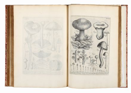  Micheli Pier Antonio : Nova plantarum genera iuxta Tournefortii methodum disposita...  Giuseppe Filosi  - Asta Libri & Grafica - Libreria Antiquaria Gonnelli - Casa d'Aste - Gonnelli Casa d'Aste