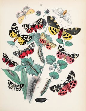  Kirby William Forsell : European Butterflies and Moths. With 61 coloured plates. Based upon Berge's 'Schmetterlingsbuch'. Scienze naturali, Insetti, Figurato, Scienze naturali, Collezionismo e Bibliografia  - Auction Books & Graphics - Libreria Antiquaria Gonnelli - Casa d'Aste - Gonnelli Casa d'Aste
