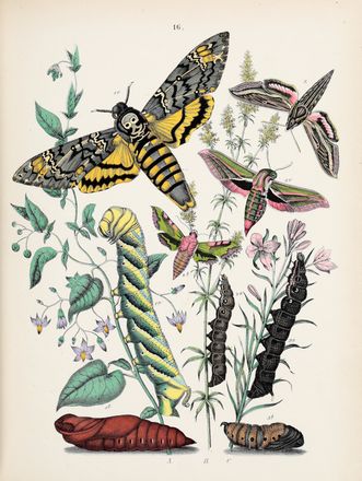  Kirby William Forsell : European Butterflies and Moths. With 61 coloured plates. Based upon Berge's 'Schmetterlingsbuch'.  - Asta Libri & Grafica - Libreria Antiquaria Gonnelli - Casa d'Aste - Gonnelli Casa d'Aste