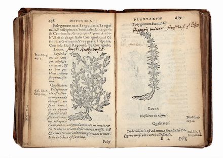  Du Pinet Antoine : Historia plantarum, earum imagines, nomenclaturae, qualitates & natale solum. Accessere simplicium medicamentorum facultates, secundum locos & genera ex Dioscoride...  Pietro Andrea Mattioli  (Siena, 1501 - Trento, 1578)  - Asta Libri & Grafica - Libreria Antiquaria Gonnelli - Casa d'Aste - Gonnelli Casa d'Aste