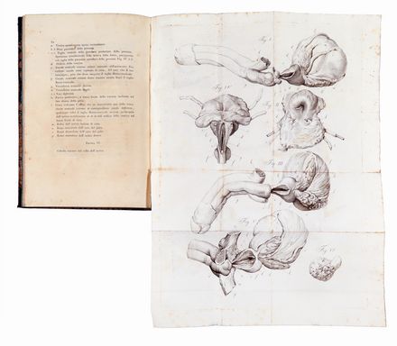  Scarpa Antonio : Memoria sulla legatura delle principali arterie degli arti con una appendice all'opera sull'aneurisma.  - Asta Libri & Grafica - Libreria Antiquaria Gonnelli - Casa d'Aste - Gonnelli Casa d'Aste