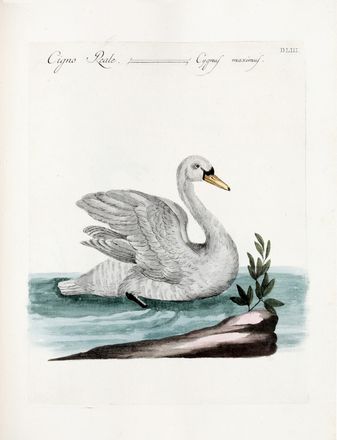  Manetti Saverio : Storia naturale degli uccelli trattata con metodo [...]. Tomo primo (-quinto ed ultimo). Uccelli, Scienze naturali, Figurato, Scienze naturali, Collezionismo e Bibliografia  Violante Lampredi Vanni  ( - 1776), Lorenzo Lorenzi  - Auction Books & Graphics - Libreria Antiquaria Gonnelli - Casa d'Aste - Gonnelli Casa d'Aste