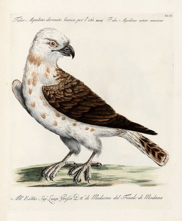  Manetti Saverio : Storia naturale degli uccelli trattata con metodo [...]. Tomo primo (-quinto ed ultimo). Uccelli, Scienze naturali, Figurato, Scienze naturali, Collezionismo e Bibliografia  Violante Lampredi Vanni  ( - 1776), Lorenzo Lorenzi  - Auction Books & Graphics - Libreria Antiquaria Gonnelli - Casa d'Aste - Gonnelli Casa d'Aste