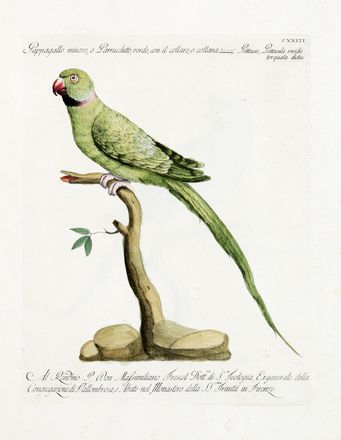  Manetti Saverio : Storia naturale degli uccelli trattata con metodo [...]. Tomo primo (-quinto ed ultimo). Uccelli, Scienze naturali, Figurato, Scienze naturali, Collezionismo e Bibliografia  Violante Lampredi Vanni  ( - 1776), Lorenzo Lorenzi  - Auction Books & Graphics - Libreria Antiquaria Gonnelli - Casa d'Aste - Gonnelli Casa d'Aste