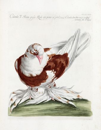  Manetti Saverio : Storia naturale degli uccelli trattata con metodo [...]. Tomo primo (-quinto ed ultimo).  Violante Lampredi Vanni  ( - 1776), Lorenzo Lorenzi  - Asta Libri & Grafica - Libreria Antiquaria Gonnelli - Casa d'Aste - Gonnelli Casa d'Aste