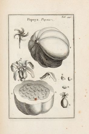  Tournefort (de) Pitton Joseph : Institutiones rei herbariae. Editio tertia. Appendicibus aucta ab Antonio De Jussieu [...]. Tomus primo (-tertio).  Antoine de Jussieu  (1686 - 1758)  - Asta Grafica & Libri - Libreria Antiquaria Gonnelli - Casa d'Aste - Gonnelli Casa d'Aste