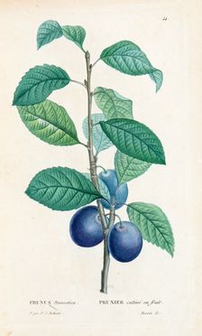  Rousseau Jean Jacques : Collection des planches composant la Botanique [...] gravées et coloriées d'après les dessins de J. P. Redouté.  Pierre Joseph Redoutè  - Asta Grafica & Libri - Libreria Antiquaria Gonnelli - Casa d'Aste - Gonnelli Casa d'Aste