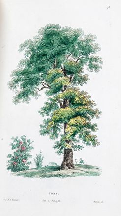  Rousseau Jean Jacques : Collection des planches composant la Botanique [...] gravées et coloriées d'après les dessins de J. P. Redouté.  Pierre Joseph Redoutè  - Asta Grafica & Libri - Libreria Antiquaria Gonnelli - Casa d'Aste - Gonnelli Casa d'Aste