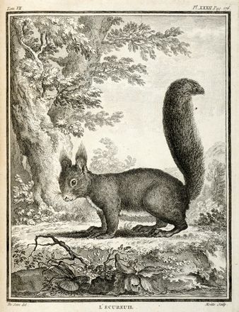  Buffon Georges Louis : Histoire naturelle générale et particuliere...  - Asta Grafica & Libri - Libreria Antiquaria Gonnelli - Casa d'Aste - Gonnelli Casa d'Aste
