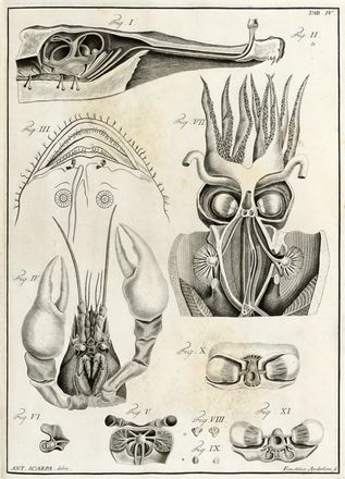  Scarpa Antonio : Anatomicae disquisitiones de auditu et olfactu...  Benedetto Eredi  (Ravenna, 1750), Faustino Anderloni  - Asta Grafica & Libri - Libreria Antiquaria Gonnelli - Casa d'Aste - Gonnelli Casa d'Aste