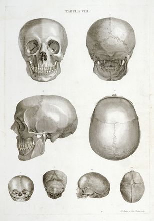  Caldani Leopoldo Marco Antonio : Icones anatomicae quotquot sunt celebriores ex optimis neotericorum operibus summa diligentia depromptae et collectae... (-Volumins tertii sectio altera).  Floriano Caldani  (Bologna, 1772 - Padova, 1836)  - Asta Grafica & Libri - Libreria Antiquaria Gonnelli - Casa d'Aste - Gonnelli Casa d'Aste