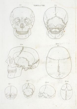  Caldani Leopoldo Marco Antonio : Icones anatomicae quotquot sunt celebriores ex optimis neotericorum operibus summa diligentia depromptae et collectae... (-Volumins tertii sectio altera).  Floriano Caldani  (Bologna, 1772 - Padova, 1836)  - Asta Grafica & Libri - Libreria Antiquaria Gonnelli - Casa d'Aste - Gonnelli Casa d'Aste