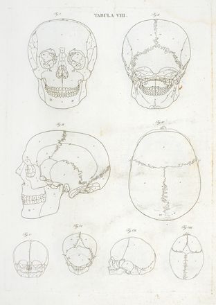  Caldani Leopoldo Marco Antonio : Icones anatomicae quotquot sunt celebriores ex optimis neotericorum operibus summa diligentia depromptae et collectae... (-Volumins tertii sectio altera).  Floriano Caldani  - Auction Graphics & Books - Libreria Antiquaria Gonnelli - Casa d'Aste - Gonnelli Casa d'Aste