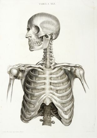  Caldani Leopoldo Marco Antonio : Icones anatomicae quotquot sunt celebriores ex optimis neotericorum operibus summa diligentia depromptae et collectae... (-Volumins tertii sectio altera).  Floriano Caldani  (Bologna, 1772 - Padova, 1836)  - Asta Grafica & Libri - Libreria Antiquaria Gonnelli - Casa d'Aste - Gonnelli Casa d'Aste