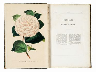  Verschaffelt Alexandre : Nouvelle Iconographie des Camellias contenant les figures et la description des plus rares, des plus nouvelles et des plus belles varits de ce genre... Botanica, Figurato, Scienze naturali, Collezionismo e Bibliografia  - Auction Graphics & Books - Libreria Antiquaria Gonnelli - Casa d'Aste - Gonnelli Casa d'Aste