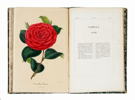  Verschaffelt Alexandre : Nouvelle Iconographie des Camellias contenant les figures et la description des plus rares, des plus nouvelles et des plus belles varits de ce genre...  - Asta Grafica & Libri - Libreria Antiquaria Gonnelli - Casa d'Aste - Gonnelli Casa d'Aste