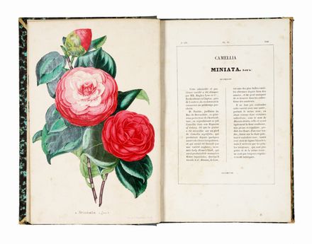  Verschaffelt Alexandre : Nouvelle Iconographie des Camellias contenant les figures et la description des plus rares, des plus nouvelles et des plus belles varits de ce genre...  - Asta Grafica & Libri - Libreria Antiquaria Gonnelli - Casa d'Aste - Gonnelli Casa d'Aste