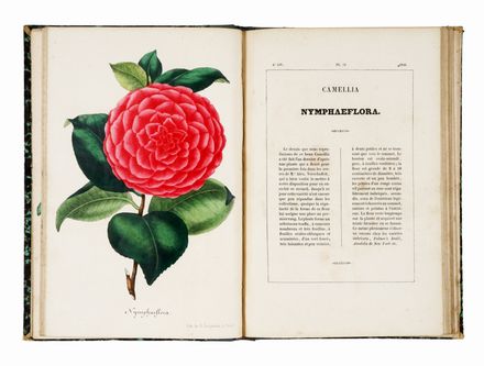  Verschaffelt Alexandre : Nouvelle Iconographie des Camellias contenant les figures et la description des plus rares, des plus nouvelles et des plus belles variétés de ce genre...  - Asta Grafica & Libri - Libreria Antiquaria Gonnelli - Casa d'Aste - Gonnelli Casa d'Aste