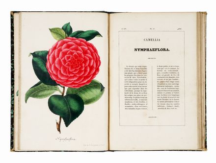  Verschaffelt Alexandre : Nouvelle Iconographie des Camellias contenant les figures et la description des plus rares, des plus nouvelles et des plus belles varits de ce genre... Botanica, Figurato, Scienze naturali, Collezionismo e Bibliografia  - Auction Graphics & Books - Libreria Antiquaria Gonnelli - Casa d'Aste - Gonnelli Casa d'Aste