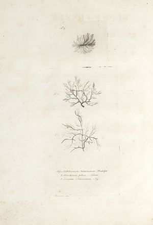  Naccari Fortunato Luigi : Flora veneta o Descrizione delle piante che nascono nella provincia di Venezia disposta secondo il sistema linneano... Vol I (-VI). Botanica, Storia locale, Scienze naturali, Storia, Diritto e Politica  - Auction Graphics & Books - Libreria Antiquaria Gonnelli - Casa d'Aste - Gonnelli Casa d'Aste