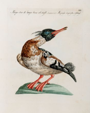  Manetti Saverio : Storia naturale degli uccelli trattata con metodo.Tomo primo (quinto ed ultimo).  Violante Lampredi Vanni  ( - 1776), Lorenzo Lorenzi  - Asta Grafica & Libri - Libreria Antiquaria Gonnelli - Casa d'Aste - Gonnelli Casa d'Aste