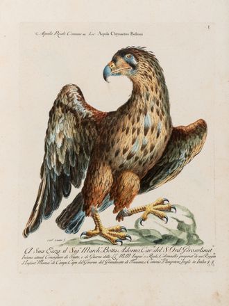  Manetti Saverio : Storia naturale degli uccelli trattata con metodo.Tomo primo (quinto ed ultimo).  Violante Lampredi Vanni  ( - 1776), Lorenzo Lorenzi  - Asta Grafica & Libri - Libreria Antiquaria Gonnelli - Casa d'Aste - Gonnelli Casa d'Aste