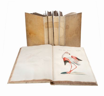  Manetti Saverio : Storia naturale degli uccelli trattata con metodo.Tomo primo (quinto ed ultimo). Uccelli, Scienze naturali, Figurato, Scienze naturali, Collezionismo e Bibliografia  Violante Lampredi Vanni  ( - 1776), Lorenzo Lorenzi  - Auction Graphics & Books - Libreria Antiquaria Gonnelli - Casa d'Aste - Gonnelli Casa d'Aste