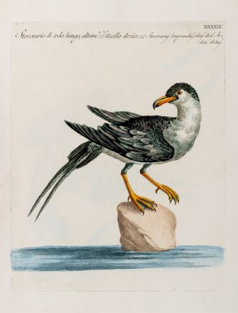  Manetti Saverio : Storia naturale degli uccelli trattata con metodo.Tomo primo (quinto ed ultimo). Uccelli, Scienze naturali, Figurato, Scienze naturali, Collezionismo e Bibliografia  Violante Lampredi Vanni  ( - 1776), Lorenzo Lorenzi  - Auction Graphics & Books - Libreria Antiquaria Gonnelli - Casa d'Aste - Gonnelli Casa d'Aste