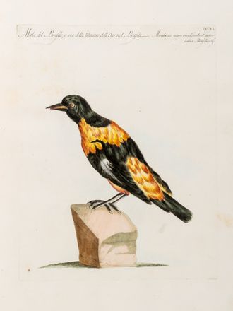  Manetti Saverio : Storia naturale degli uccelli trattata con metodo.Tomo primo (quinto ed ultimo). Uccelli, Scienze naturali, Figurato, Scienze naturali, Collezionismo e Bibliografia  Violante Lampredi Vanni  ( - 1776), Lorenzo Lorenzi  - Auction Graphics & Books - Libreria Antiquaria Gonnelli - Casa d'Aste - Gonnelli Casa d'Aste