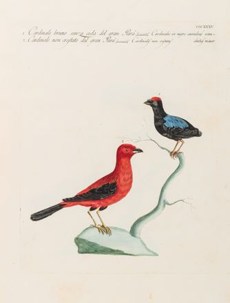  Manetti Saverio : Storia naturale degli uccelli trattata con metodo.Tomo primo (quinto ed ultimo). Uccelli, Scienze naturali, Figurato, Scienze naturali, Collezionismo e Bibliografia  Violante Lampredi Vanni  ( - 1776), Lorenzo Lorenzi  - Auction Graphics & Books - Libreria Antiquaria Gonnelli - Casa d'Aste - Gonnelli Casa d'Aste