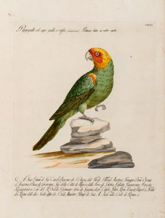  Manetti Saverio : Storia naturale degli uccelli trattata con metodo.Tomo primo (quinto ed ultimo). Uccelli, Scienze naturali, Figurato, Scienze naturali, Collezionismo e Bibliografia  Violante Lampredi Vanni  ( - 1776), Lorenzo Lorenzi  - Auction Graphics & Books - Libreria Antiquaria Gonnelli - Casa d'Aste - Gonnelli Casa d'Aste