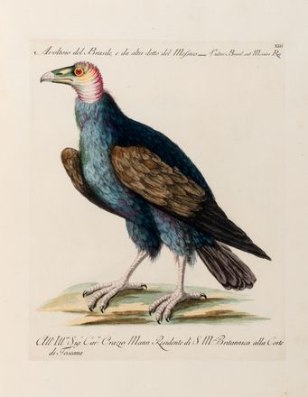  Manetti Saverio : Storia naturale degli uccelli trattata con metodo.Tomo primo (quinto ed ultimo). Uccelli, Scienze naturali, Figurato, Scienze naturali, Collezionismo e Bibliografia  Violante Lampredi Vanni  ( - 1776), Lorenzo Lorenzi  - Auction Graphics & Books - Libreria Antiquaria Gonnelli - Casa d'Aste - Gonnelli Casa d'Aste