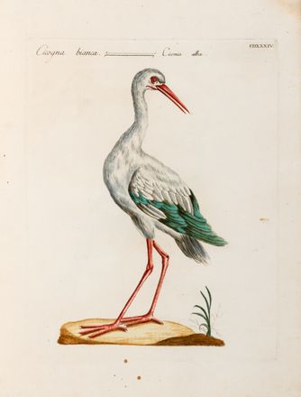  Manetti Saverio : Storia naturale degli uccelli trattata con metodo.Tomo primo (quinto ed ultimo).  Violante Lampredi Vanni  ( - 1776), Lorenzo Lorenzi  - Asta Grafica & Libri - Libreria Antiquaria Gonnelli - Casa d'Aste - Gonnelli Casa d'Aste