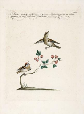  Saverio Manetti  (Brozzi, 1723 - Firenze, 1784) : Lotto di tre tavole con piccoli uccelli.  - Asta Grafica & Libri - Libreria Antiquaria Gonnelli - Casa d'Aste - Gonnelli Casa d'Aste