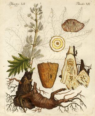  Anonimo del XVIII secolo : Sette tavole botaniche.  - Asta Grafica & Libri - Libreria Antiquaria Gonnelli - Casa d'Aste - Gonnelli Casa d'Aste