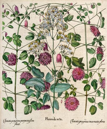  Basilius Besler  (Norimberga, 1561 - 1629) : Cinque tavole da Hortus Eystettensis.  - Auction Graphics & Books - Libreria Antiquaria Gonnelli - Casa d'Aste - Gonnelli Casa d'Aste