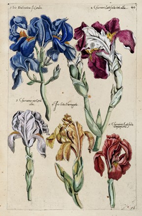  Emanuel Sweert  (Zevenbergen, 1552 - Amsterdam, 1612) : Variet di Iris da Florilegium Amplissimum et Selectissimum.  - Auction Graphics & Books - Libreria Antiquaria Gonnelli - Casa d'Aste - Gonnelli Casa d'Aste