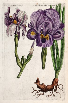  Emanuel Sweert  (Zevenbergen, 1552 - Amsterdam, 1612) : Variet di Iris da Florilegium Amplissimum et Selectissimum.  - Asta Grafica & Libri - Libreria Antiquaria Gonnelli - Casa d'Aste - Gonnelli Casa d'Aste